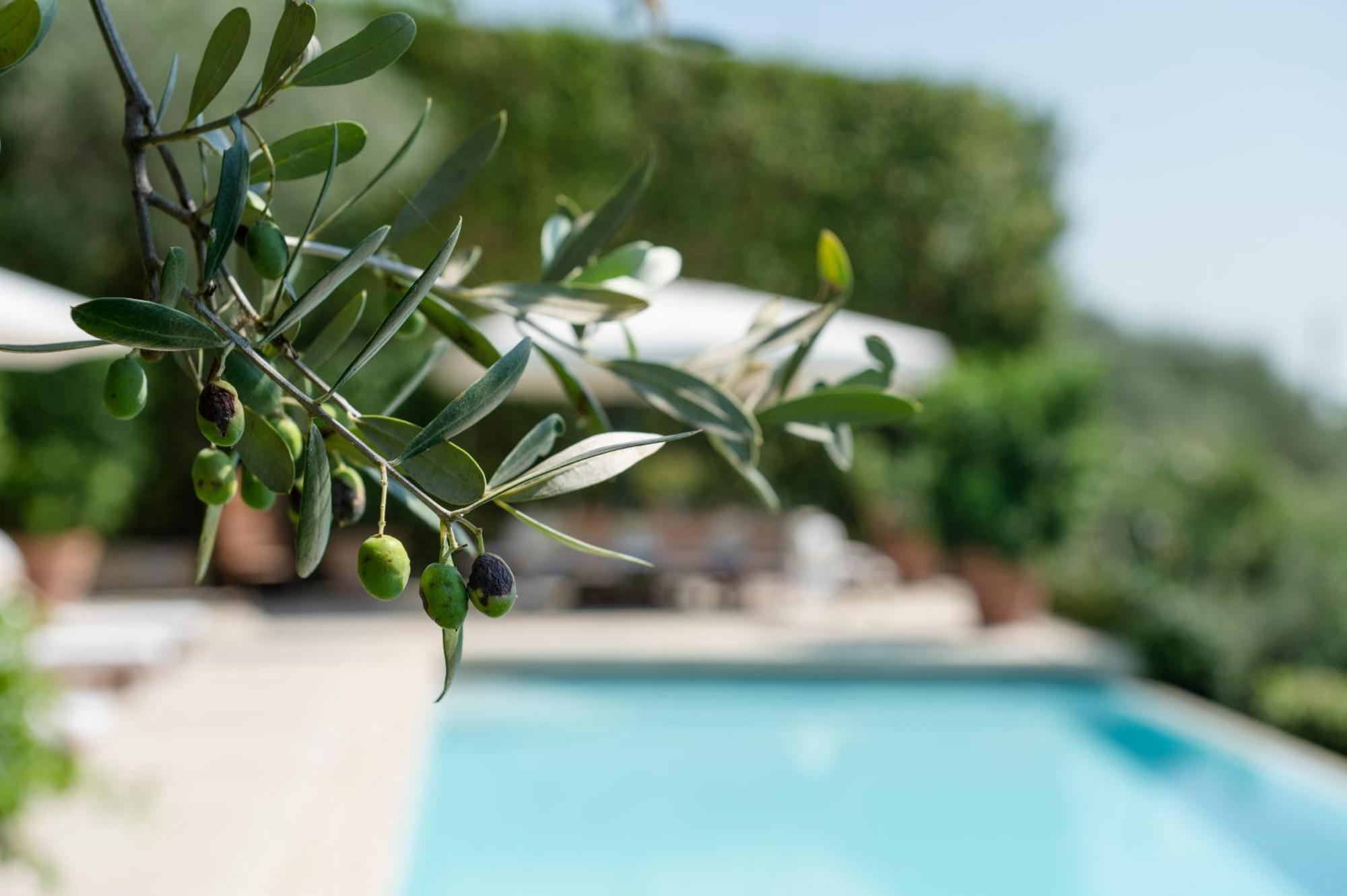 Villa Eden Forte Dei Marmi With Private Infinity Pool Santa Lucia  Kültér fotó